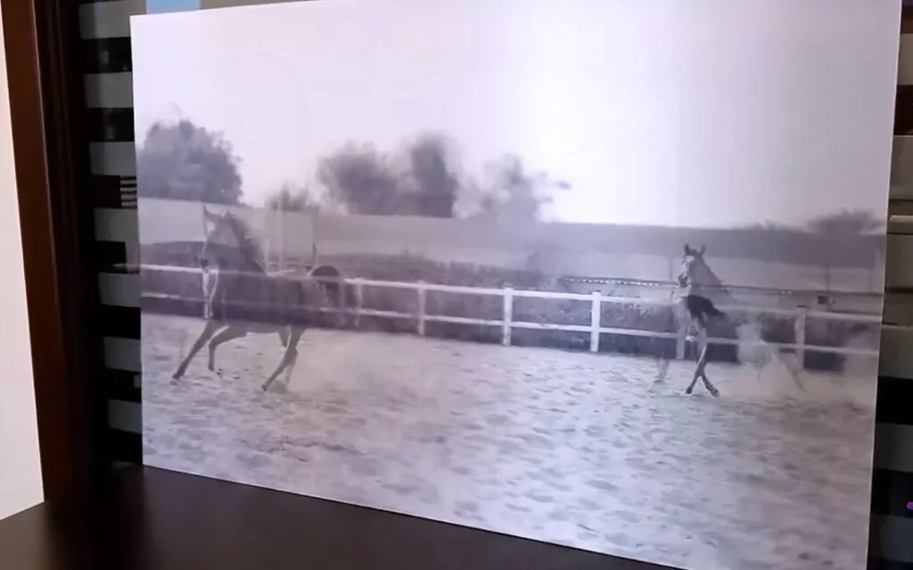 Animated Horses Lenticular Project - Tessella Studio, Lenticular Printing